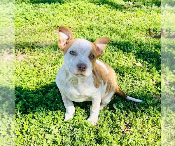 Medium Photo #1 Australian Shepherd-Unknown Mix Puppy For Sale in Claremore, OK, USA