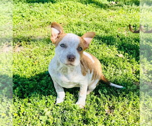 Australian Shepherd-Unknown Mix Dogs for adoption in Claremore, OK, USA