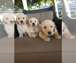 Small #8 Golden Retriever