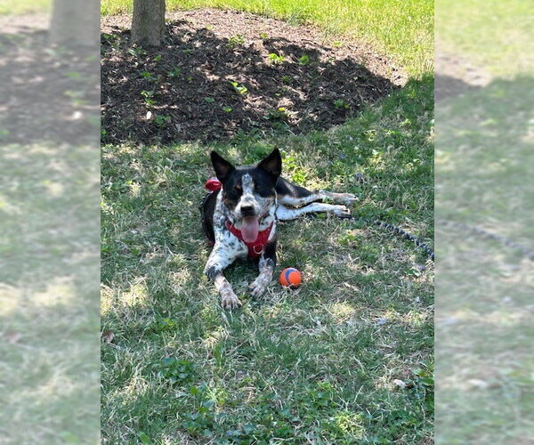 Medium Photo #4 Mutt Puppy For Sale in Garden City, NY, USA