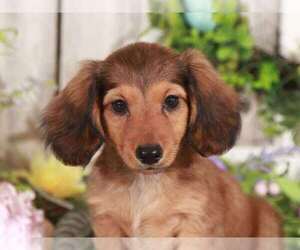 Dachshund Puppy for sale in MOUNT VERNON, OH, USA