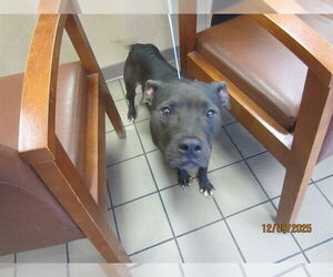 American Pit Bull Terrier Dogs for adoption in Ocala, FL, USA