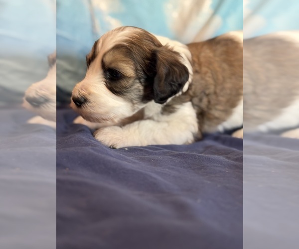 Medium Photo #7 Bernedoodle (Miniature) Puppy For Sale in LONGMONT, CO, USA
