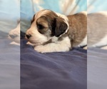 Copper - Male Bernedoodle (Miniature) Puppy for Sale - Photo #7