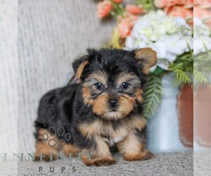 Yorkshire Terrier Puppy for sale in LITITZ, PA, USA