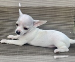 Puppy 1 Chihuahua