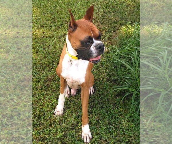 Medium Photo #4 Boxer Puppy For Sale in  Katy, TX, USA