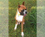 Small #3 Boxer