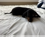 Small #2 Dachshund