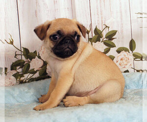 Pug Puppy for sale in PENNS CREEK, PA, USA