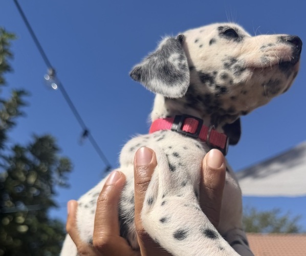 Medium Photo #2 Dalmatian Puppy For Sale in COLTON, CA, USA
