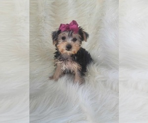 Yorkshire Terrier Puppy for sale in INDIANAPOLIS, IN, USA