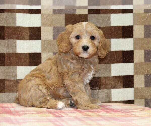 Medium Photo #1 Bernedoodle (Miniature)-Cavapoo (Miniature) Mix Puppy For Sale in DENVER, PA, USA