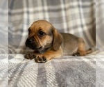 Small Photo #11 Puggle Puppy For Sale in LAKELAND, FL, USA