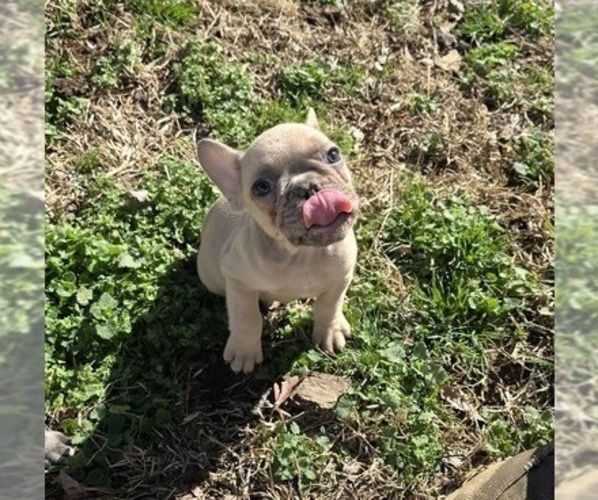 Medium Photo #1 French Bulldog Puppy For Sale in GREENEVILLE, TN, USA