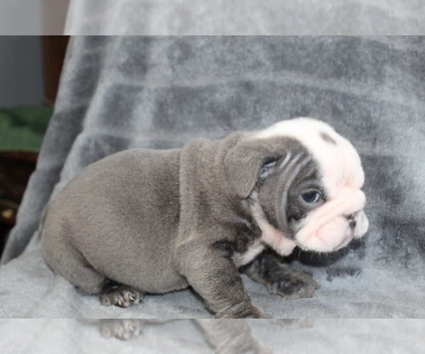 Medium Photo #2 Bulldog Puppy For Sale in BRANDON, FL, USA