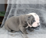 Small #1 Bulldog
