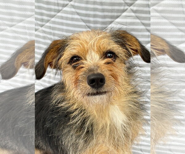 Medium Photo #1 Mutt Puppy For Sale in Spring Lake, NJ, USA