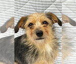Small Mutt