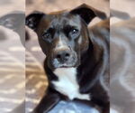 Small #10 American Staffordshire Terrier Mix