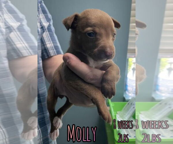 Medium Photo #1 Chihuahua-Unknown Mix Puppy For Sale in Woodbury, NY, USA