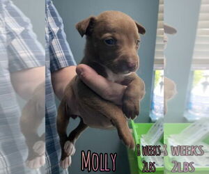 Mutt Dogs for adoption in Woodbury, NY, USA