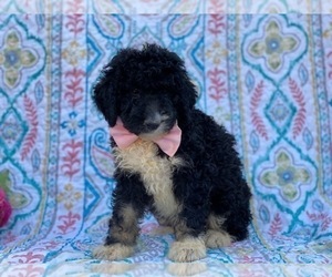 Bernedoodle Puppy for sale in LANCASTER, PA, USA