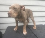 Small #2 American Bully