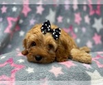 Small Photo #2 Cockapoo Puppy For Sale in LAKELAND, FL, USA