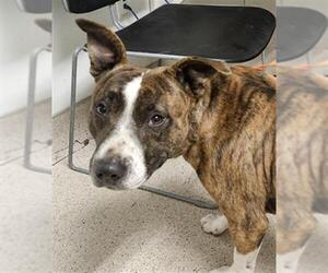 Mutt Dogs for adoption in Bakersfield, CA, USA