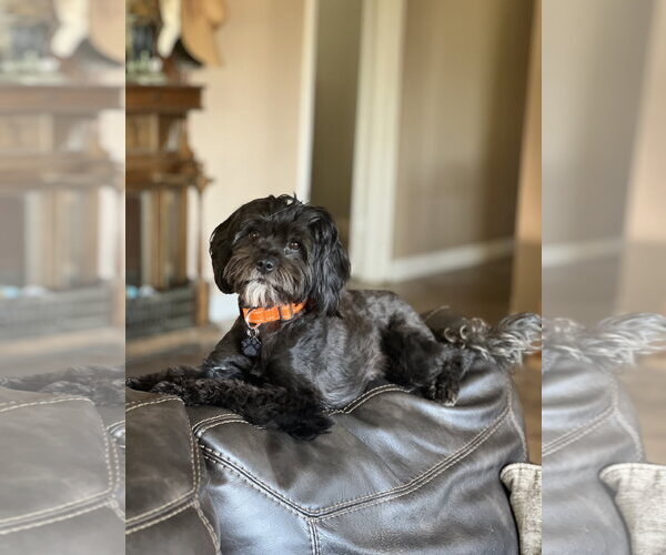 Medium Photo #2 Havanese Puppy For Sale in Menifee, CA, USA