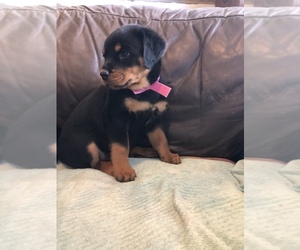 Rottweiler Puppy for sale in FORT MORGAN, CO, USA