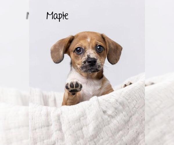 Medium Photo #2 Chiweenie Puppy For Sale in Los Angeles, CA, USA