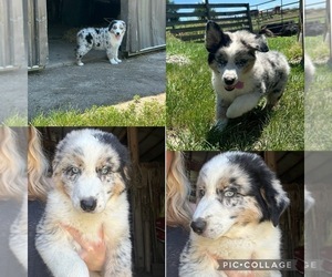 Australian Shepherd Puppy for sale in BOUTON, IA, USA