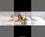 Small Photo #6 Golden Retriever Puppy For Sale in LAURENS, SC, USA