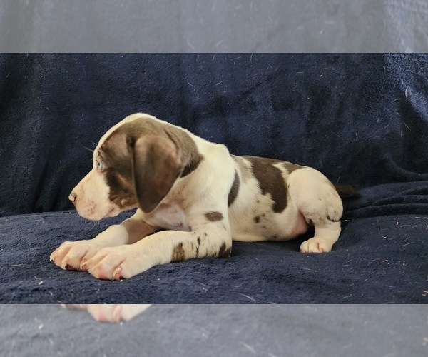 Medium Photo #11 Catahoula Leopard Dog Puppy For Sale in CUMBY, TX, USA
