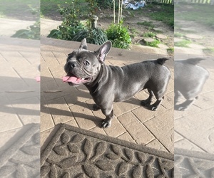 French Bulldog Puppy for Sale in PARAGOULD, Arkansas USA
