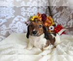 Small #11 Dachshund