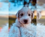 Small Photo #9 Labradoodle Puppy For Sale in TAHLEQUAH, OK, USA
