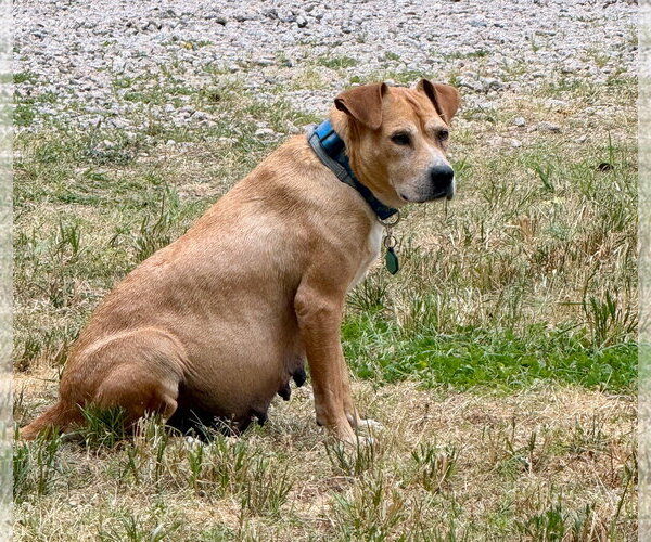 Medium Photo #16 Mountain Cur-Rhodesian Ridgeback Mix Puppy For Sale in Holly Springs, NC, USA