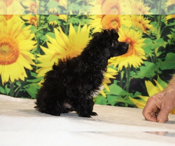 Medium Photo #14 Poodle (Toy) Puppy For Sale in DYERSBURG, TN, USA