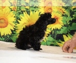 Jasper - Male Poodle (Toy) Puppy for Sale - Photo #14