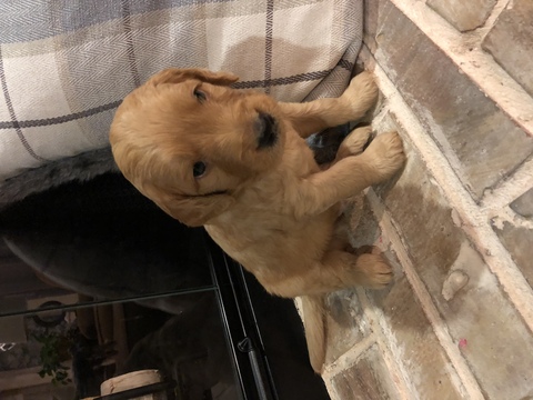 Medium Photo #1 Goldendoodle Puppy For Sale in VAN ALSTYNE, TX, USA