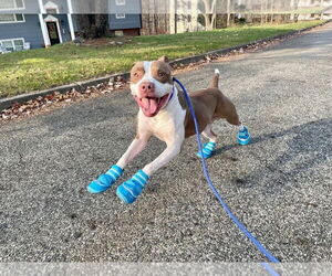 American Pit Bull Terrier-Unknown Mix Dogs for adoption in New York, NY, USA