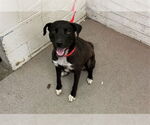 Small American Pit Bull Terrier