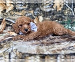 Landon - Male Cavapoo (Miniature) Puppy for Sale - Photo #3