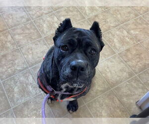 Presa Canario Dogs for adoption in Raleigh, NC, USA