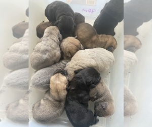 Cane Corso Puppy for sale in SEBASTOPOL, CA, USA