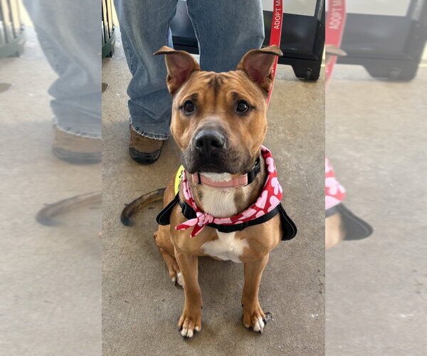 Medium Photo #12 Mutt Puppy For Sale in Glen Allen, VA, USA