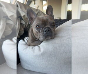 French Bulldog Dogs for adoption in Lakewood, CO, USA